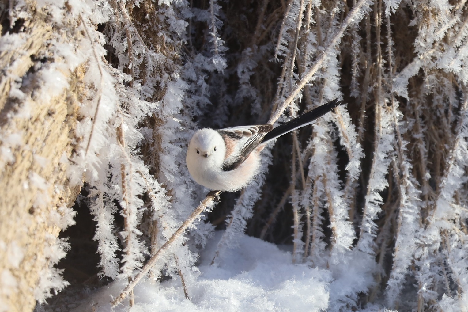 冬の釧路川カヌーツーリング