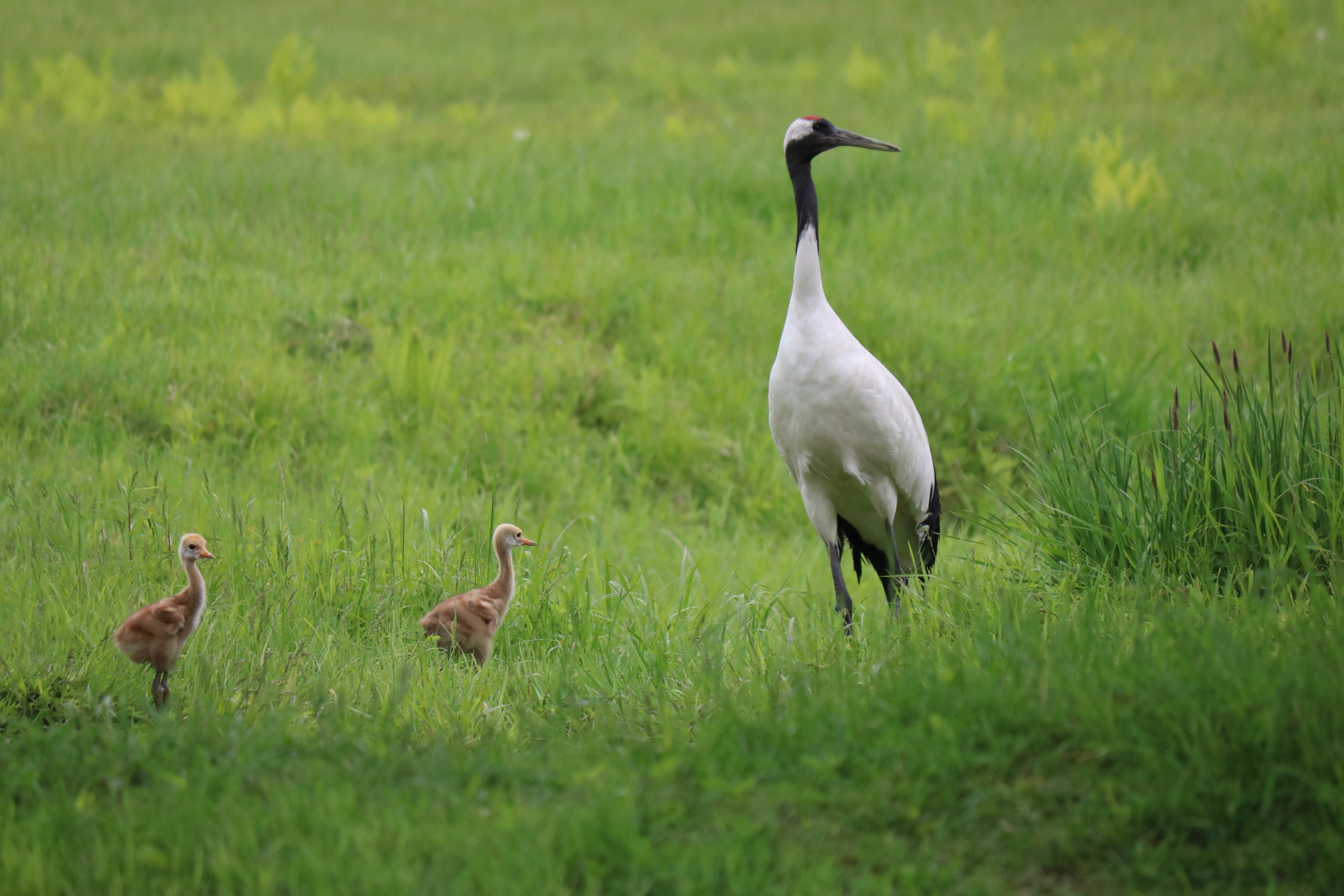 タンチョウ親子